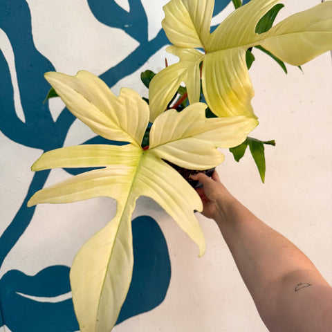 Philodendron 'Florida Ghost' - Sprouts of Bristol