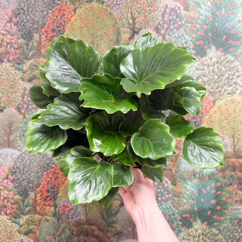 Philodendron ‘Grizzly’ - Sprouts of Bristol