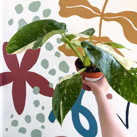 Philodendron ‘Jose Buono’ – Variegated Giant Leaf Philodendron - Sprouts of Bristol