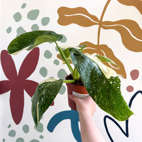 Philodendron ‘Jose Buono’ – Variegated Giant Leaf Philodendron - Sprouts of Bristol