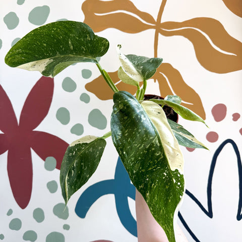 Philodendron ‘Jose Buono’ – Variegated Giant Leaf Philodendron - Sprouts of Bristol