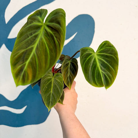 Philodendron rubrijuvenile 'El Choco Red ' - Sprouts of Bristol