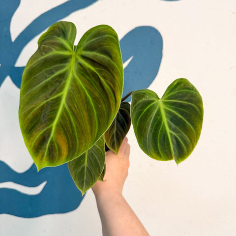 Philodendron rubrijuvenile 'El Choco Red ' - Sprouts of Bristol