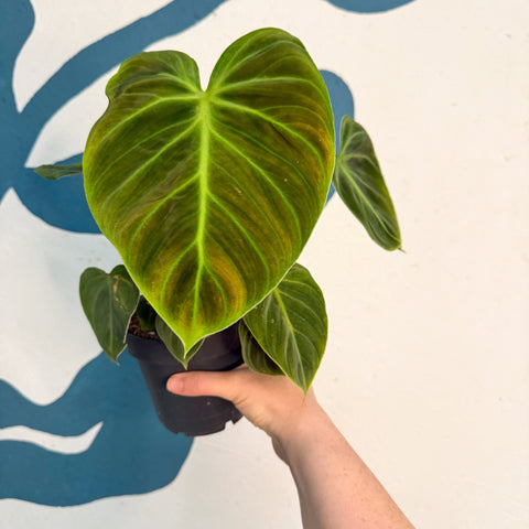 Philodendron rubrijuvenile 'El Choco Red ' - Sprouts of Bristol