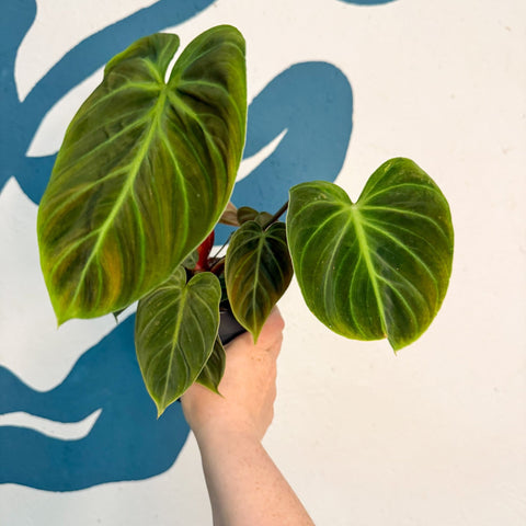 Philodendron rubrijuvenile 'El Choco Red ' - Sprouts of Bristol