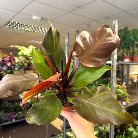 Philodendron ‘Sunlight’ - Sprouts of Bristol