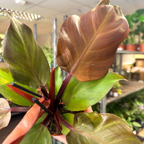 Philodendron ‘Sunlight’ - Sprouts of Bristol