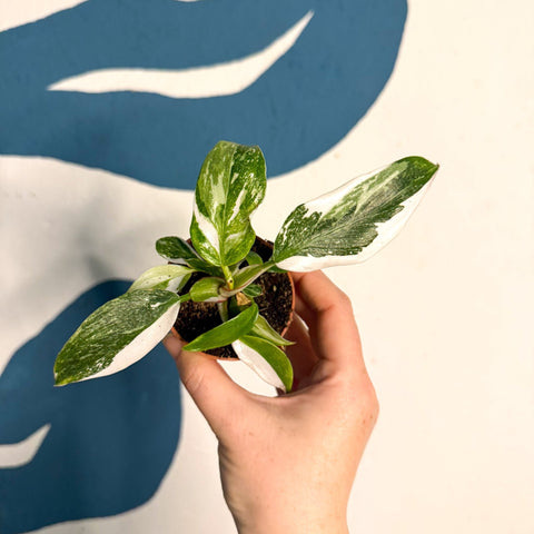 Philodendron 'White Princess' - Sprouts of Bristol