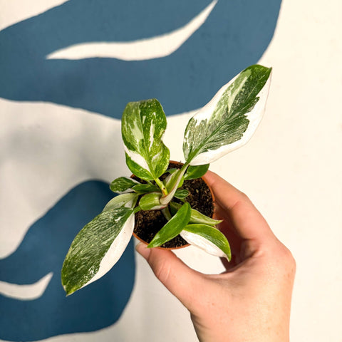 Philodendron 'White Princess' - Sprouts of Bristol