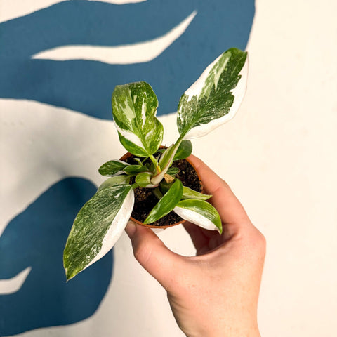 Philodendron 'White Princess' - Sprouts of Bristol