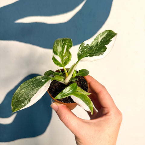 Philodendron 'White Princess' - Sprouts of Bristol