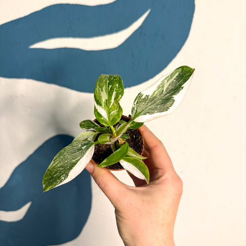 Philodendron 'White Princess' - Sprouts of Bristol