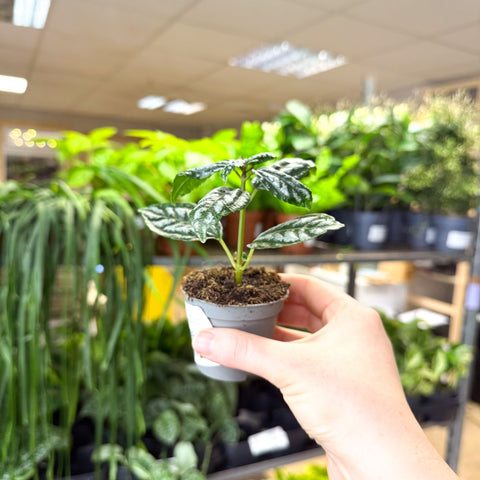 Pilea cadierei – Aluminium Plant - Sprouts of Bristol