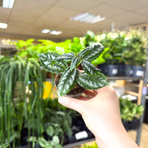 Pilea cadierei – Aluminium Plant - Sprouts of Bristol