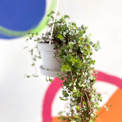 Pilea glaucophylla 'Greyzy' - Silver Sparkle Plant - Sprouts of Bristol