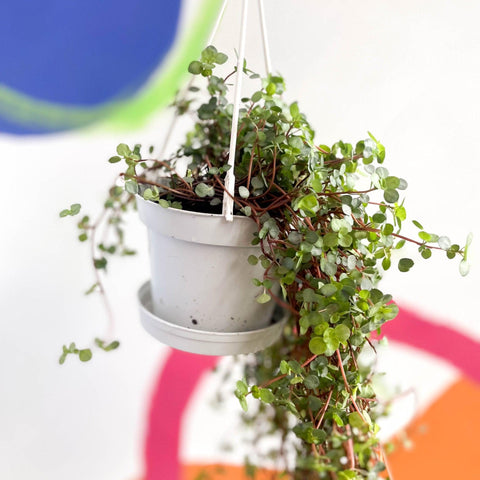 Pilea glaucophylla 'Greyzy' - Silver Sparkle Plant - Sprouts of Bristol