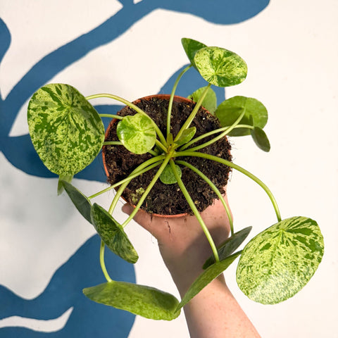 Pilea peperomioides ‘Mojito’ - Variegated Chinese Money Leaf - Sprouts of Bristol