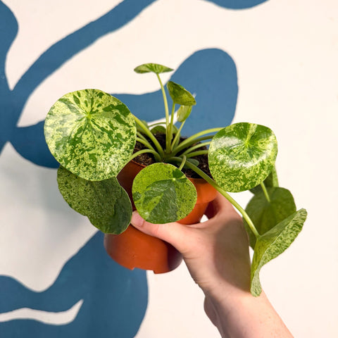 Pilea peperomioides ‘Mojito’ - Variegated Chinese Money Leaf - Sprouts of Bristol