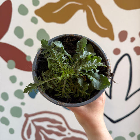 Pincushion Flower - Scabiosa columbaria 'Blue Note' - British Grown Perennial - Sprouts of Bristol