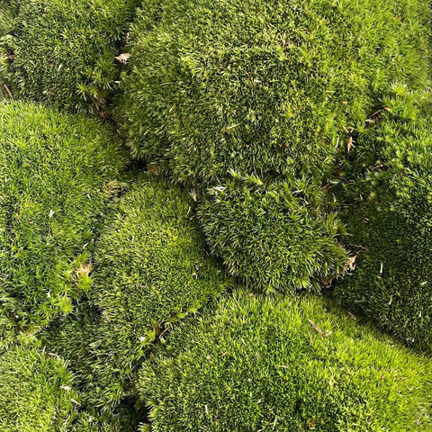 Pincushion Moss (Living) - Leucobryum glaucum - Terrarium Supplies - Sprouts of Bristol