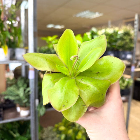 Pinguicula ‘Weser’ – Butterwort - Sprouts of Bristol