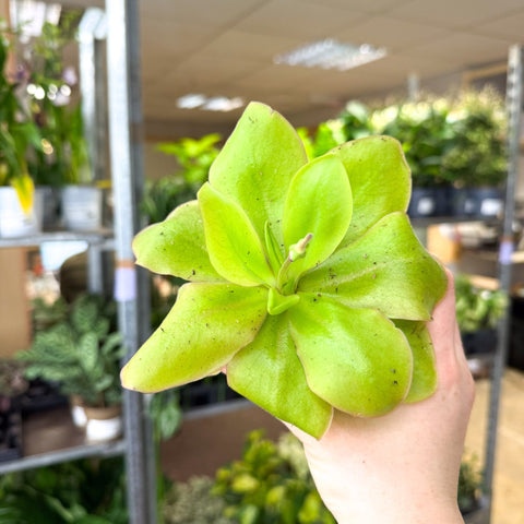 Pinguicula ‘Weser’ – Butterwort - Sprouts of Bristol