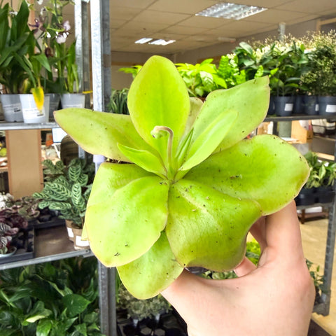 Pinguicula ‘Weser’ – Butterwort - Sprouts of Bristol