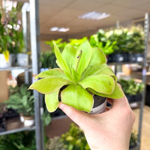 Pinguicula ‘Weser’ – Butterwort - Sprouts of Bristol