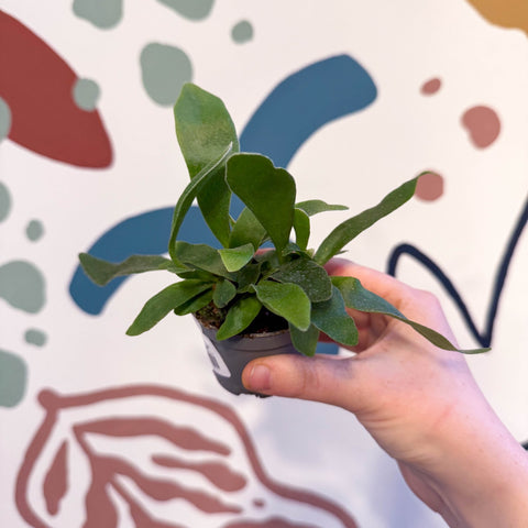 Platycerium bifurcatum - Staghorn Fern - Sprouts of Bristol