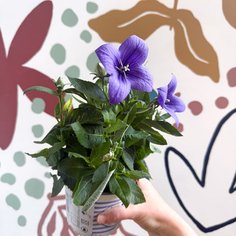 Platycodon grandiflorus 'Astra Blue' - Balloon Flower - Sprouts of Bristol