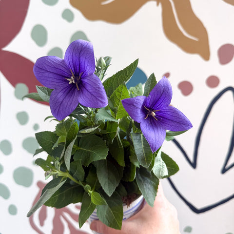 Platycodon grandiflorus 'Astra Blue' - Balloon Flower - Sprouts of Bristol