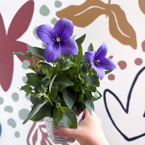 Platycodon grandiflorus 'Astra Blue' - Balloon Flower - Sprouts of Bristol