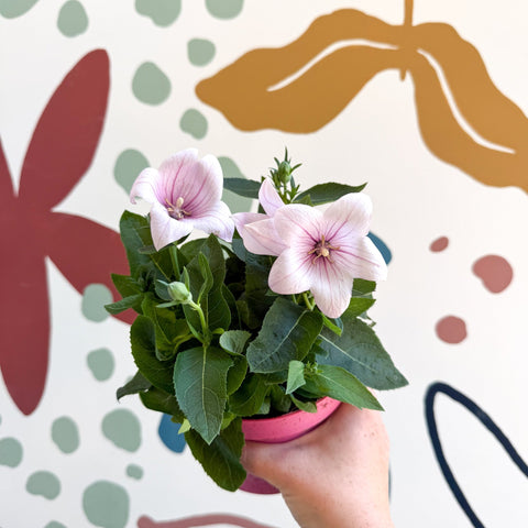 Platycodon grandiflorus 'Astra Pink' - Balloon Flower - Sprouts of Bristol
