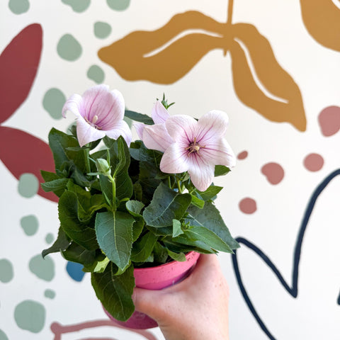 Platycodon grandiflorus 'Astra Pink' - Balloon Flower - Sprouts of Bristol