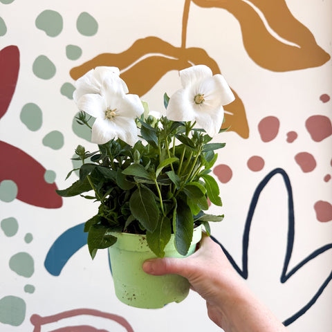 Platycodon grandiflorus 'Astra White' - Balloon Flower - Sprouts of Bristol
