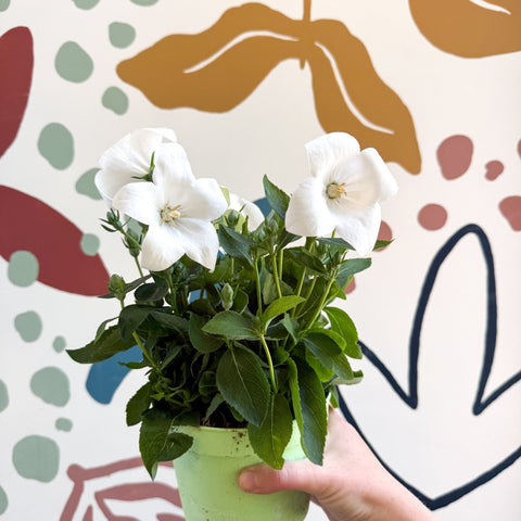 Platycodon grandiflorus 'Astra White' - Balloon Flower - Sprouts of Bristol