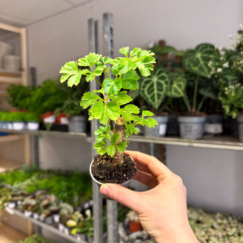 Polyscias fruticosa 'Elegans' - Parsley Aralia - Sprouts of Bristol