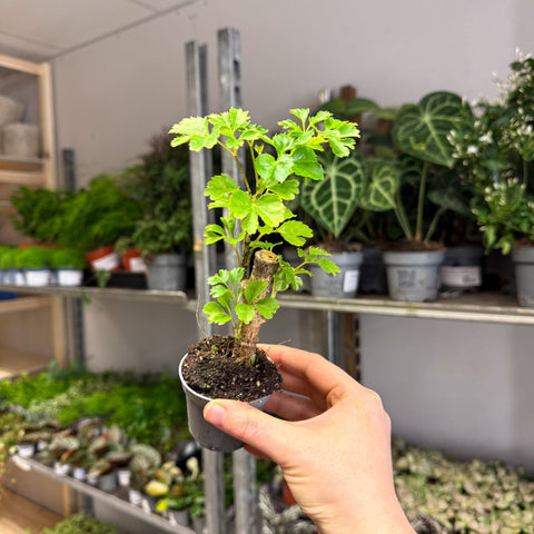 Polyscias fruticosa 'Elegans' - Parsley Aralia - Sprouts of Bristol