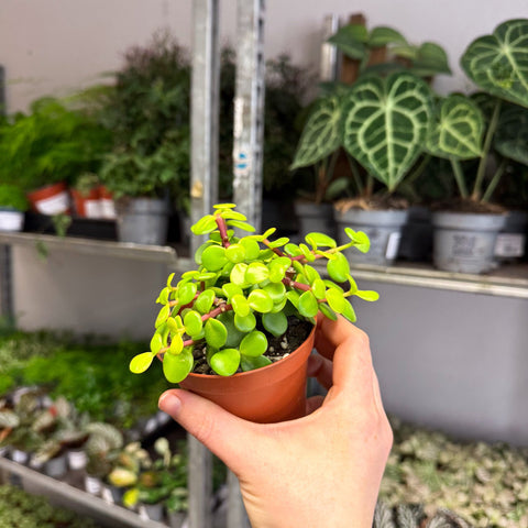 Portulacaria afra ‘Lemon’ – Lemon Elephant Bush - Sprouts of Bristol