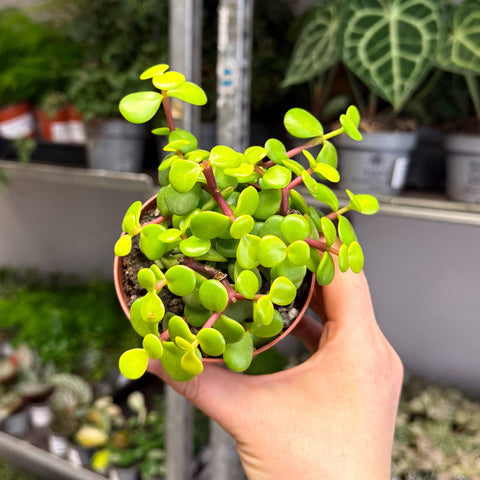 Portulacaria afra ‘Lemon’ – Lemon Elephant Bush - Sprouts of Bristol