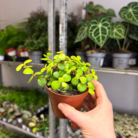 Portulacaria afra ‘Lemon’ – Lemon Elephant Bush - Sprouts of Bristol
