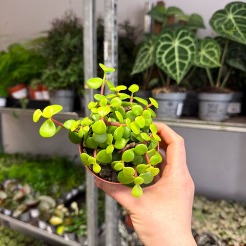 Portulacaria afra ‘Lemon’ – Lemon Elephant Bush - Sprouts of Bristol