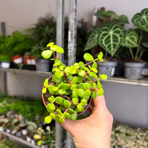 Portulacaria afra ‘Lemon’ – Lemon Elephant Bush - Sprouts of Bristol