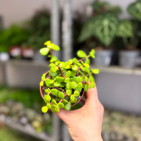 Portulacaria afra ‘Lemon’ – Lemon Elephant Bush - Sprouts of Bristol