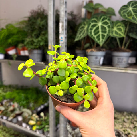 Portulacaria afra ‘Lemon’ – Lemon Elephant Bush - Sprouts of Bristol