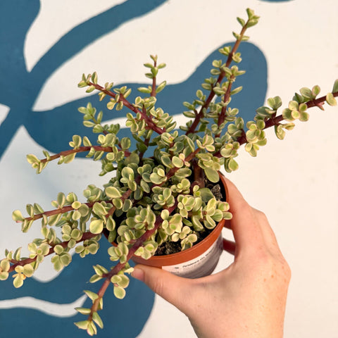 Portulacaria afra ‘Variegata’ – Variegated Elephant Bush - Sprouts of Bristol