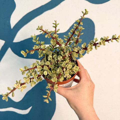 Portulacaria afra ‘Variegata’ – Variegated Elephant Bush - Sprouts of Bristol
