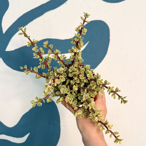 Portulacaria afra ‘Variegata’ – Variegated Elephant Bush - Sprouts of Bristol