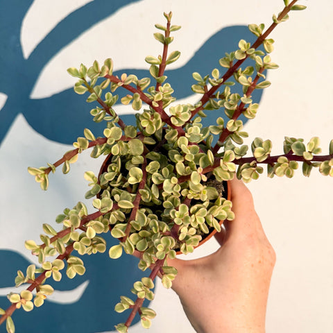 Portulacaria afra ‘Variegata’ – Variegated Elephant Bush - Sprouts of Bristol