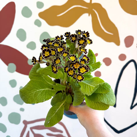 Primula × polyantha 'Gold Laced' - Gold - Laced Primrose - Sprouts of Bristol